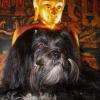 Lhasa apso Felicitas Agata Lux