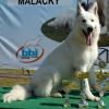 Biely švajčiarsky ovčiak Pegasus AKBO - PARCHOVANY