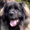 Leonberger - BessyEnsson Bohemia