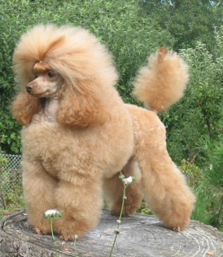 Pudel toy Caniche (Pudel)