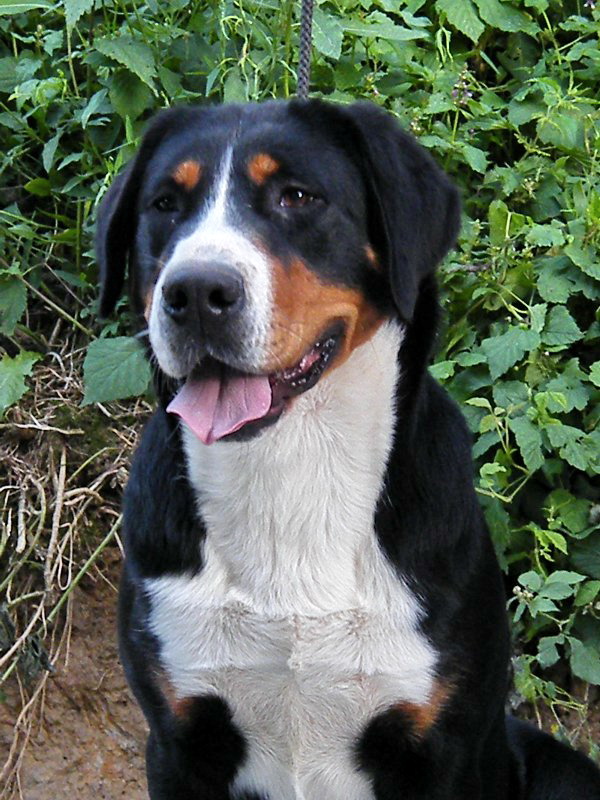 Veľký švajčiarsky salašný pes Grosser Schweizer Sennenhund
