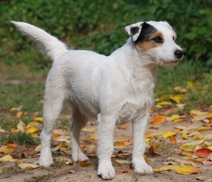 Parson Russell Teriér Parson Russell Terrier