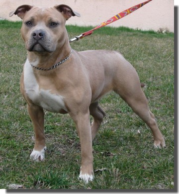 Americky stafford sales terrier