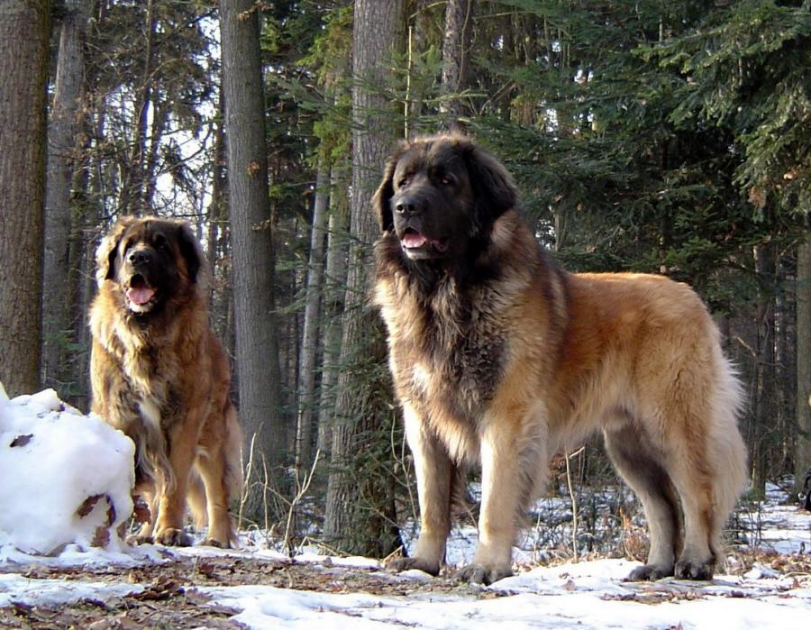 Leonberger Leonberger
