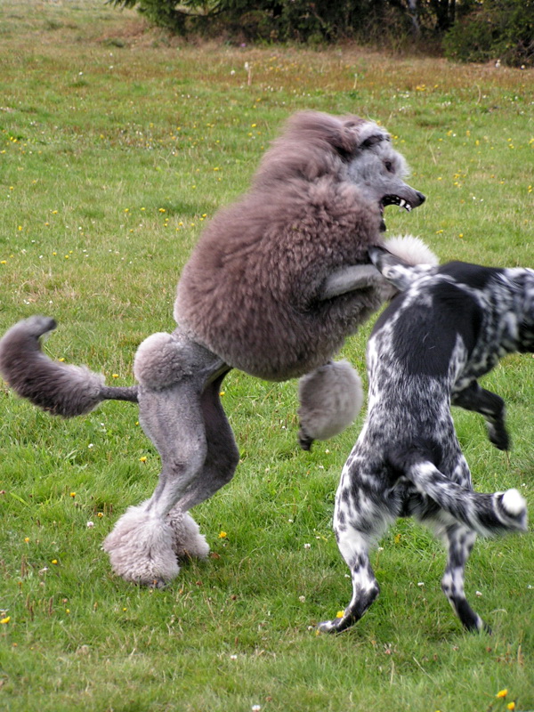 Pudel veľký strieborný | Caniche (Pudel)