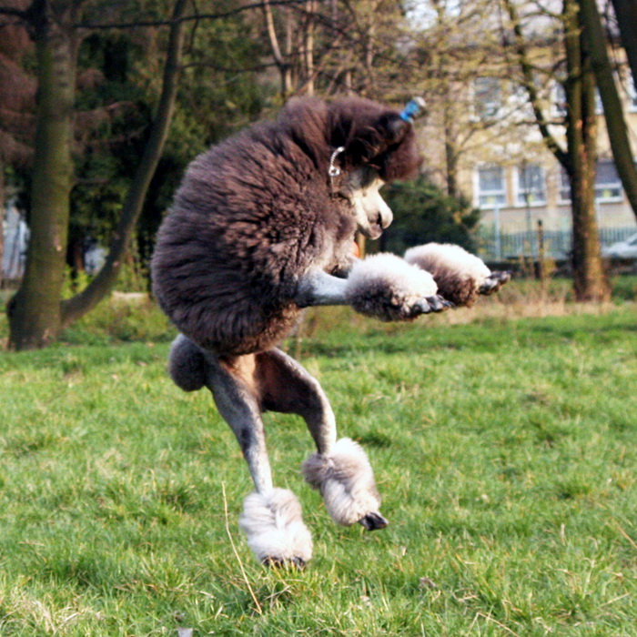 Pudel veľký strieborný | Caniche (Pudel)