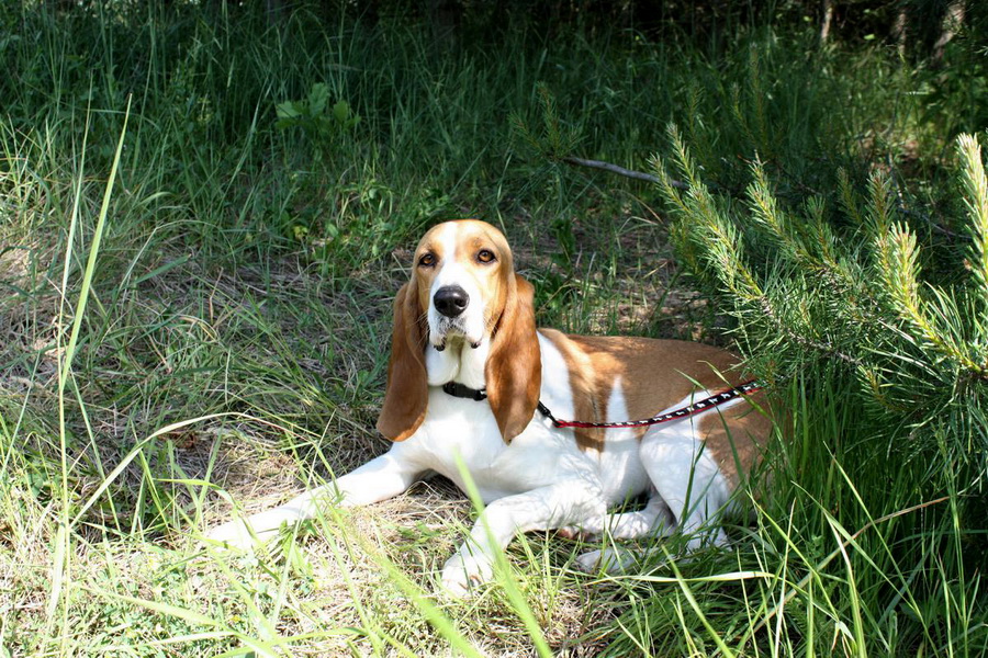 Švajčiarsky durič (Schwýzsky) | Schweizer Laufhund-Chien ...