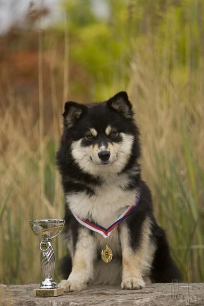 Psík v chovateľskej stanici patrí používateľovi Bonniel-dog