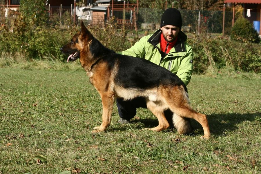 Psík v chovateľskej stanici patrí používateľovi Bonniel-dog