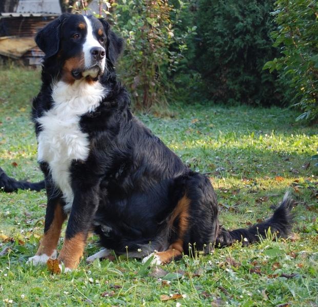 Psík v chovateľskej stanici patrí používateľovi brutusiris