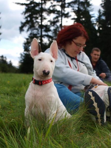 BLODWEN Divoký duch bojovníka