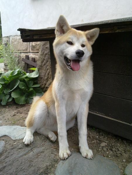 Akita Inu Daiiči