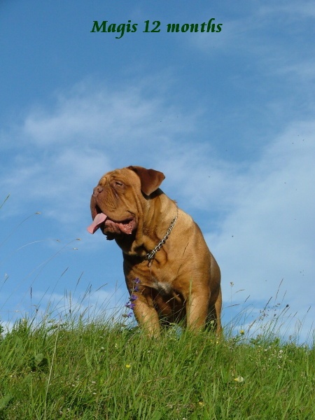 AGRAMER BORDOG MAGIS,Dogue de Bordeaux