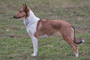 Andromeda Jantárová hviezda