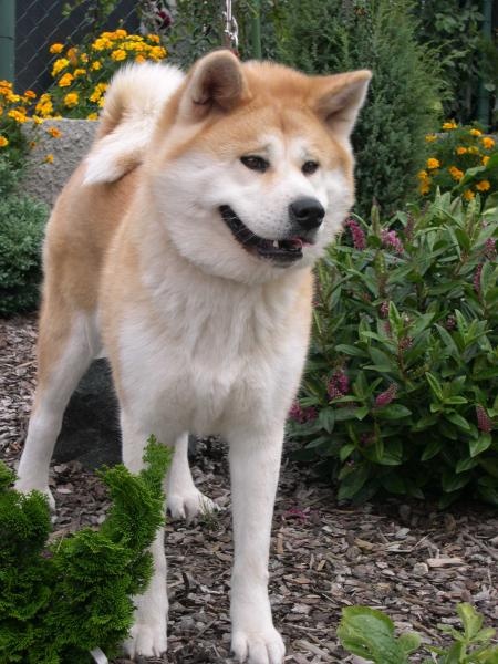 ZUI REI AKITA INU OF CACIC