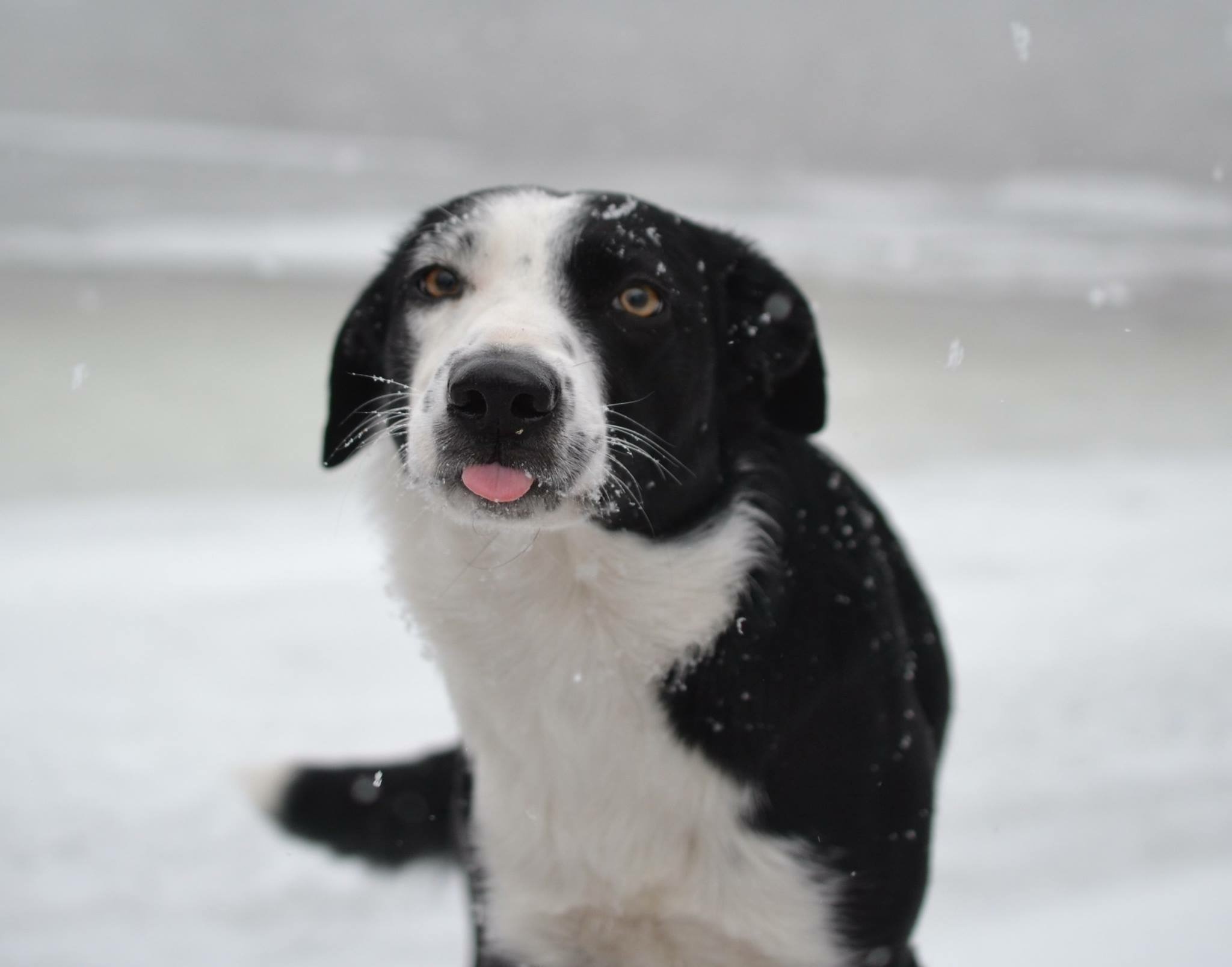 Puppies of Beluka