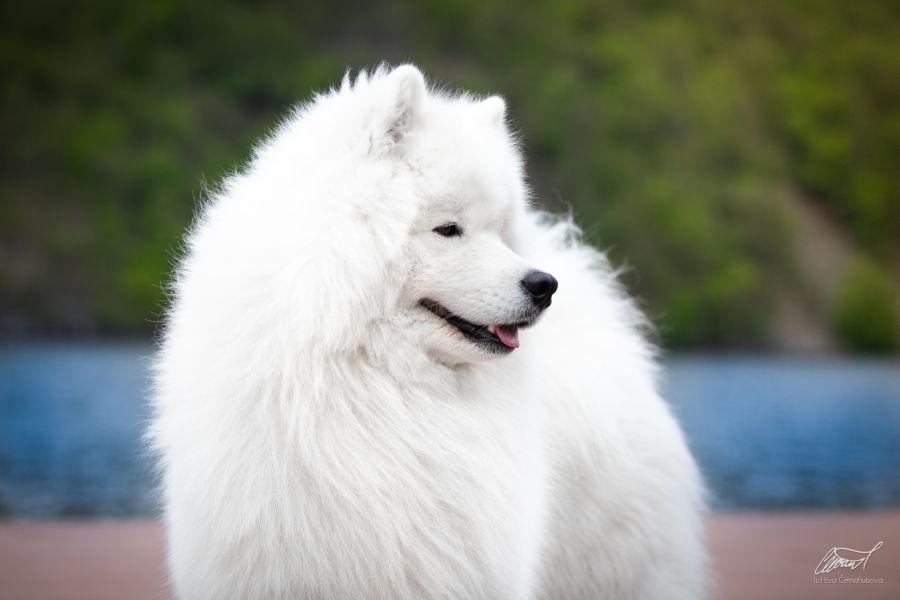 Samojed Polar Beauty