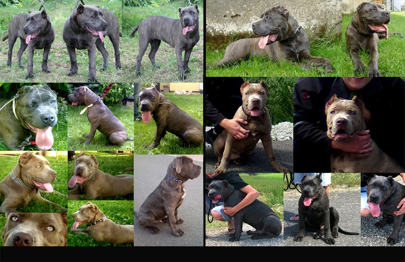 Chovateľská stanica používateľa Andante Bandog Kennels