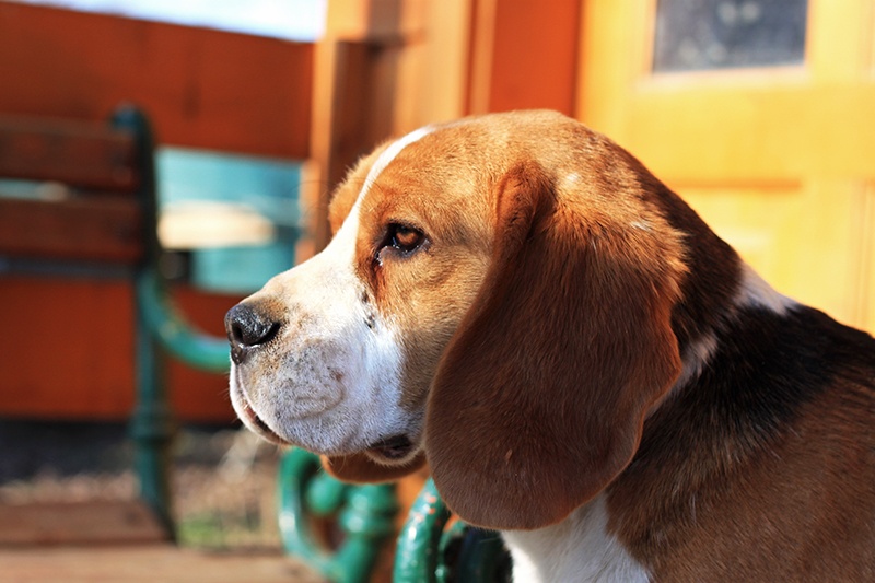 Chovateľská stanica používateľa beagle