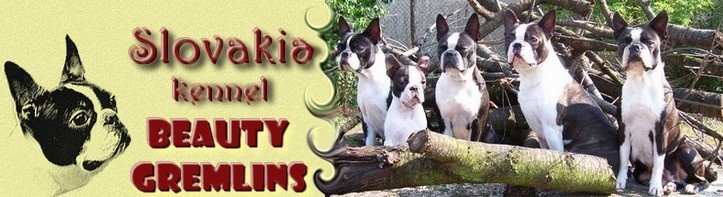 Beauty Gremlins-Boston Terrier