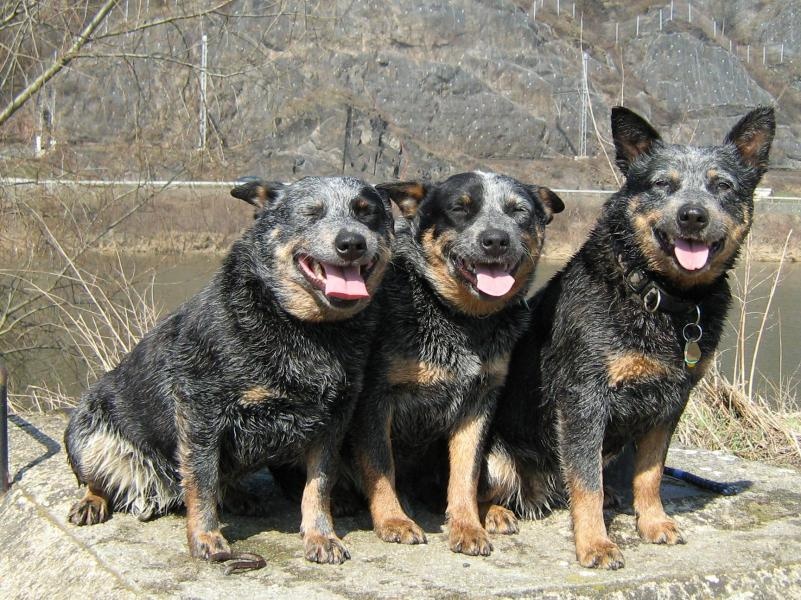 Chovateľská stanica používateľa blueheeler