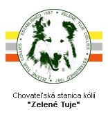 Zelené tuje