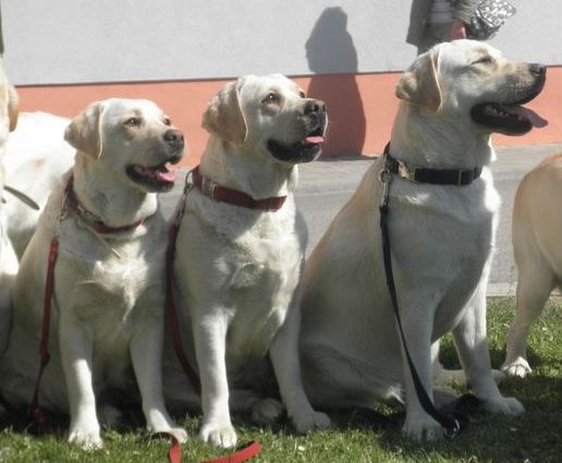 Chovateľská stanica používateľa Excelent Dogs