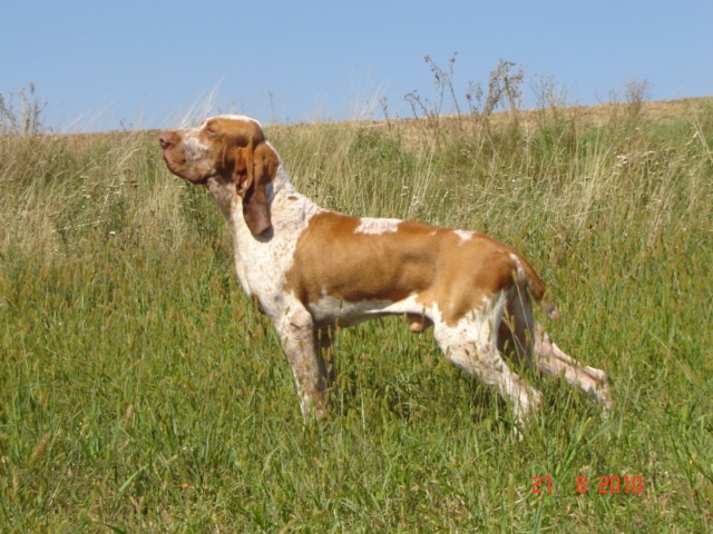 Chovateľská stanica používateľa Giotto