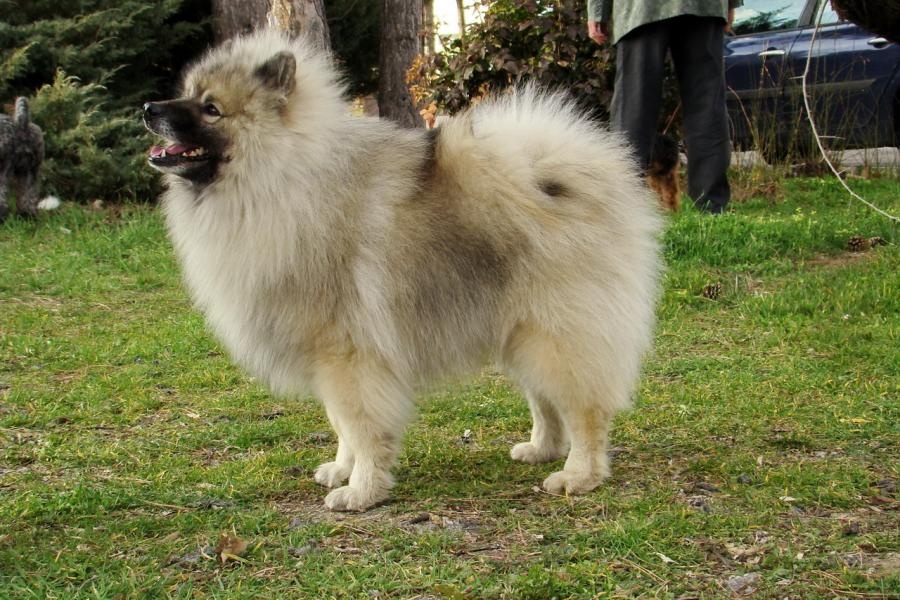 keeshond.eu