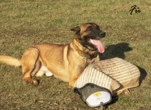 Chovateľská stanica používateľa malinoisek