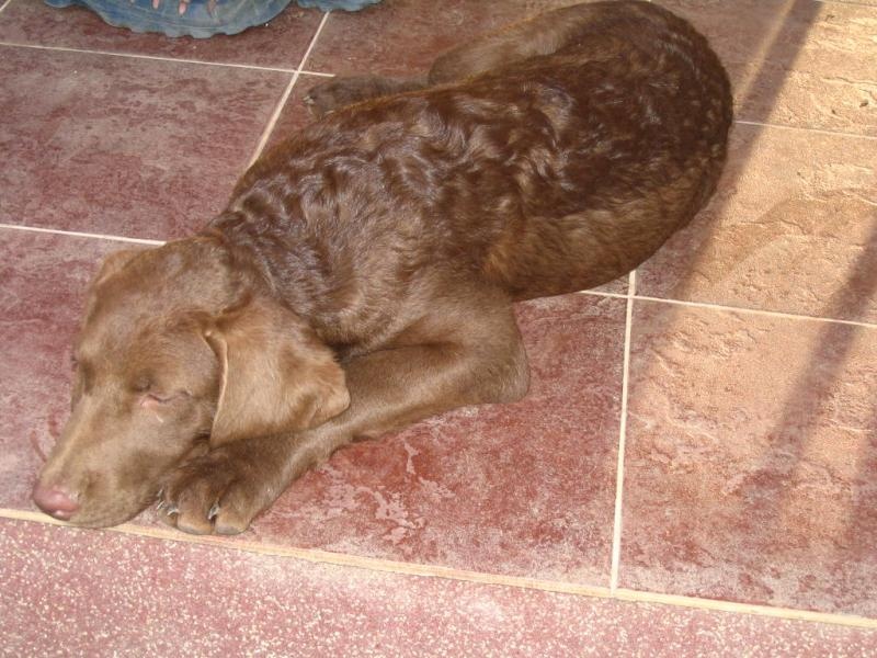 Chovateľská stanica CHESAPEAKE BAY RETRIEVER