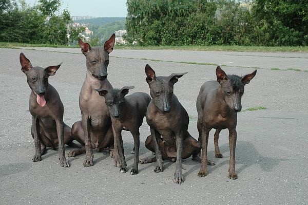 Chovateľská stanica používateľa peruano