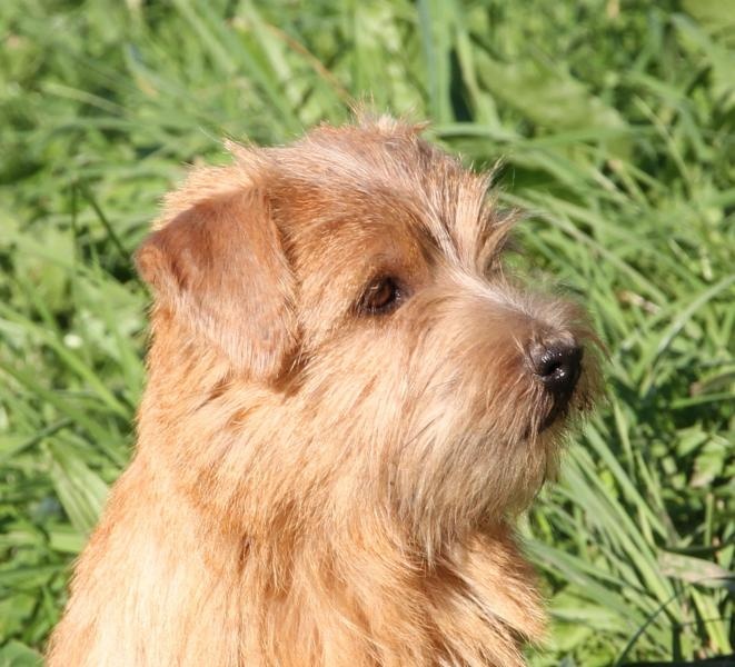 Chovateľská stanica používateľa Red Heaven Norfolk Terrier kennel