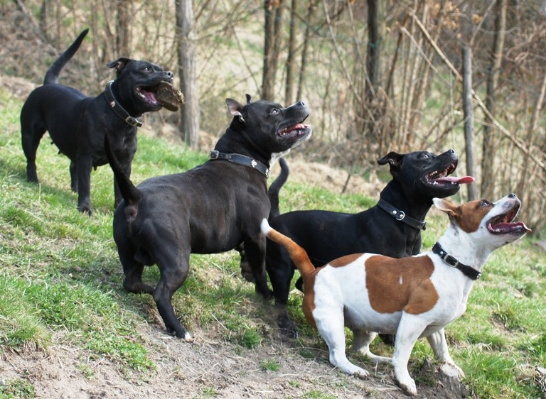 Chovateľská stanica používateľa Vivastaff Kennel