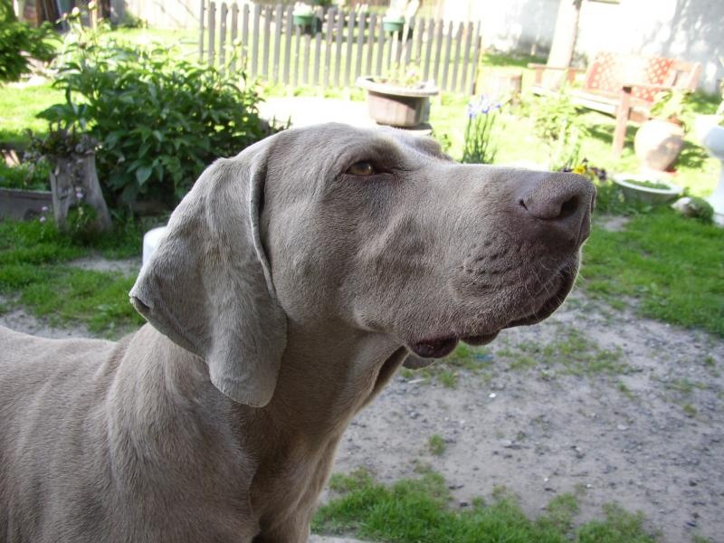 Chovateľská stanica používateľa weimaraner