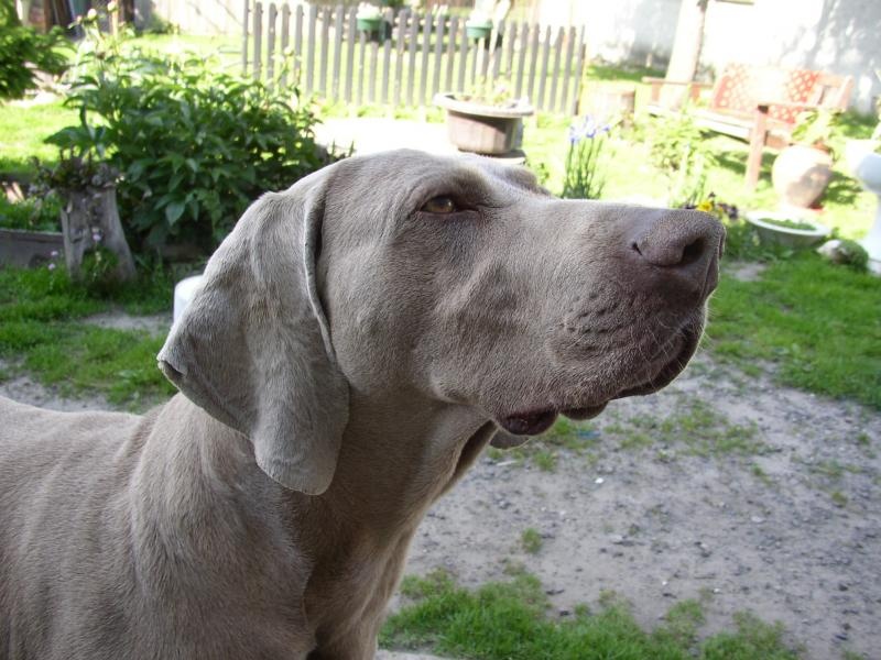 Chovateľská stanica používateľa weimaraner