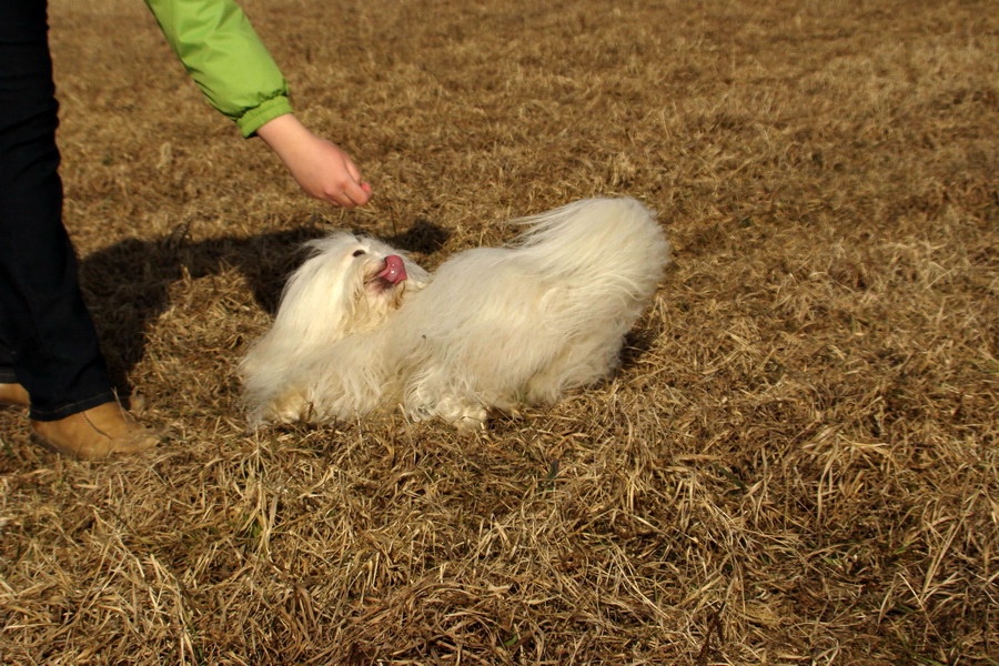 Dogdancing - Gúľaj