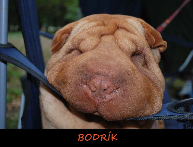 Sharpei Bodrík