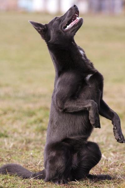 Tréning austrálskej kelpie