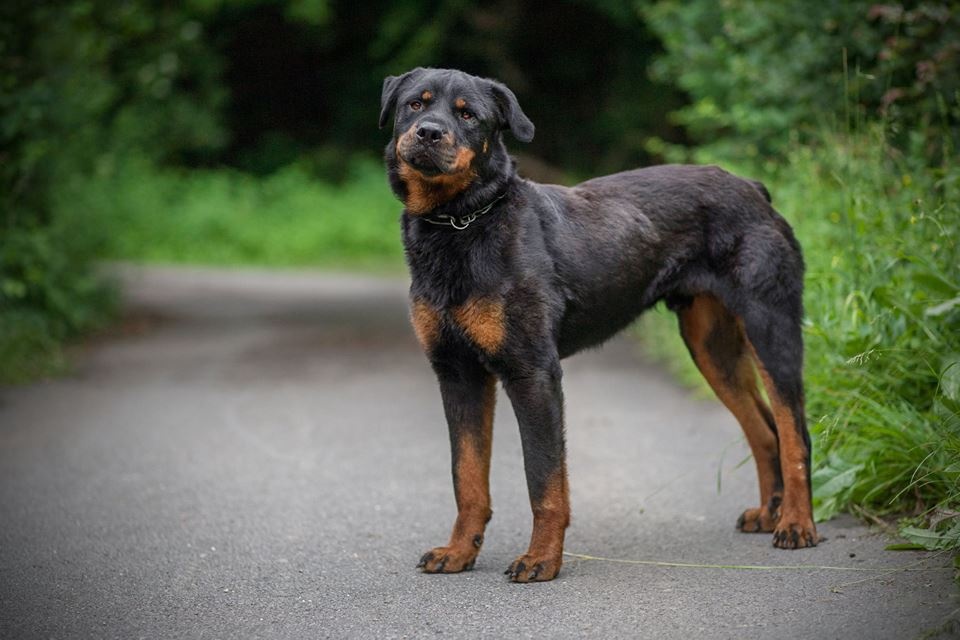 Rottweiler Roy hladá domov