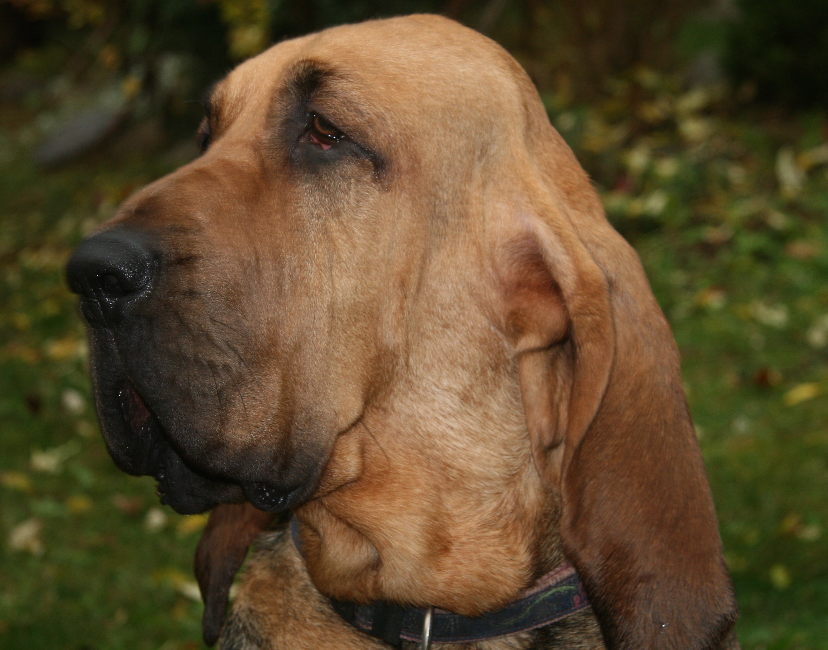GIGI MEI Spirit of Bloodhound  Svätohubertský pes (Bloodhound