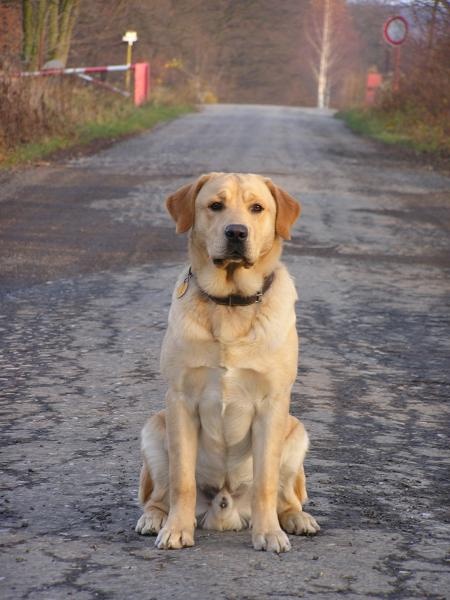 Profil psíka patrí používateľovi deall