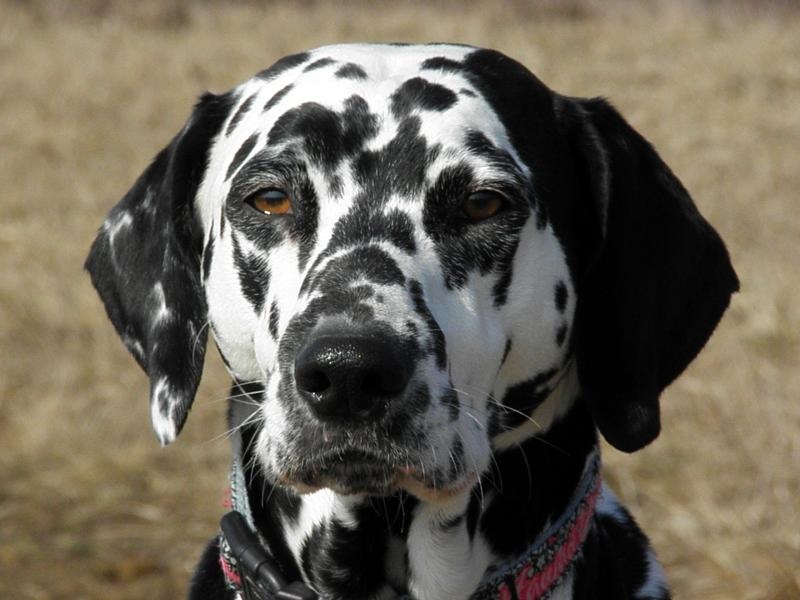 Profil psíka patrí používateľovi Delilah