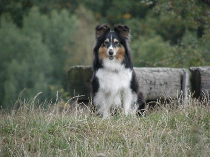 Profil psíka patrí používateľovi Divokysen