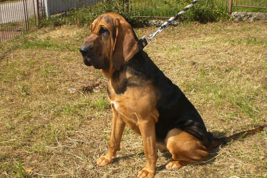 Profil psíka patrí používateľovi Gaľaš Miroslav