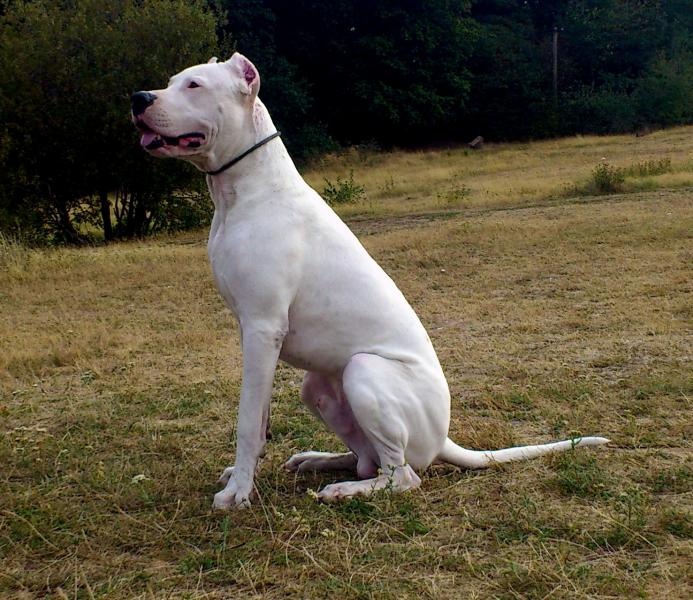 Profil psíka patrí používateľovi Niky - dogo argentino