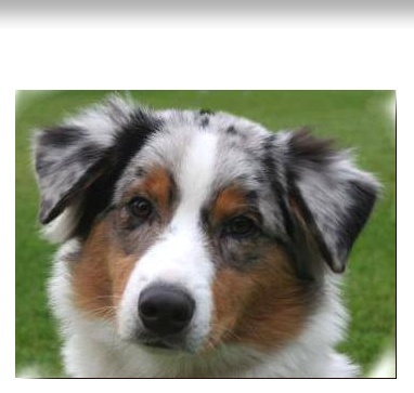 Profil psíka patrí používateľovi Pipus2231