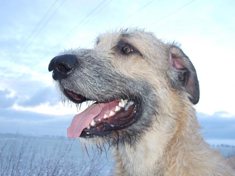 Profil psíka patrí používateľovi Royal Irish