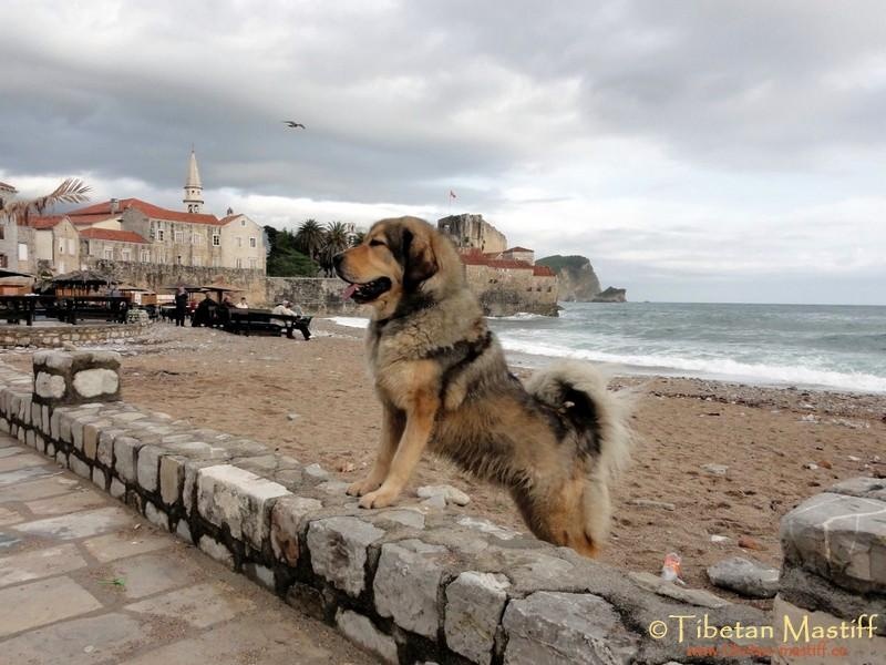 Profil psíka patrí používateľovi Tibetan-Mastiff