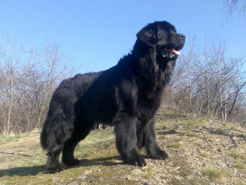 Profil psíka patrí používateľovi Věrča - Pegy